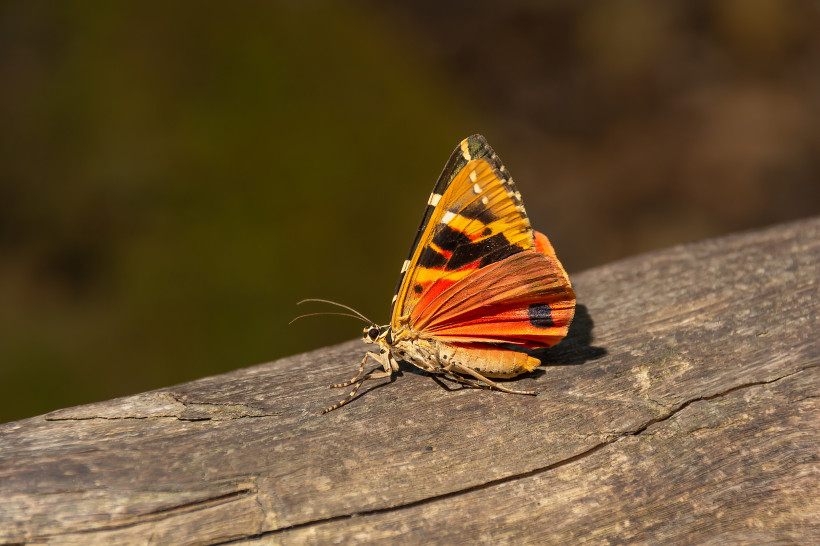 Nahaufnahme eines bunten Schmetterlings auf einem Holzstamm im Schmetterlingstal von Rhodos
