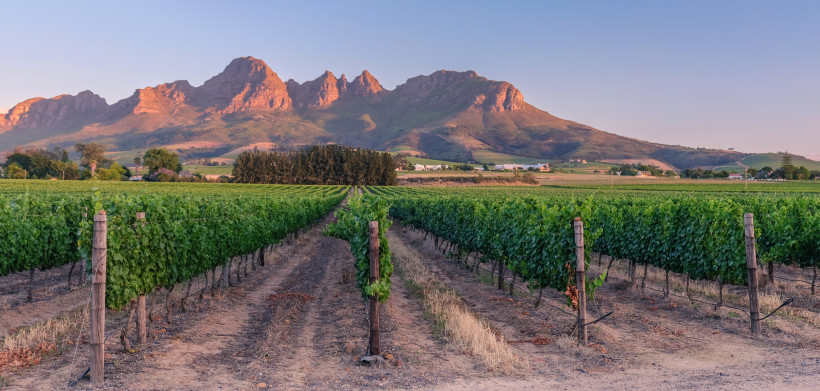 Weinberge mit Reihen von Rebstöcken vor einem Gebirgszug im Abendlicht