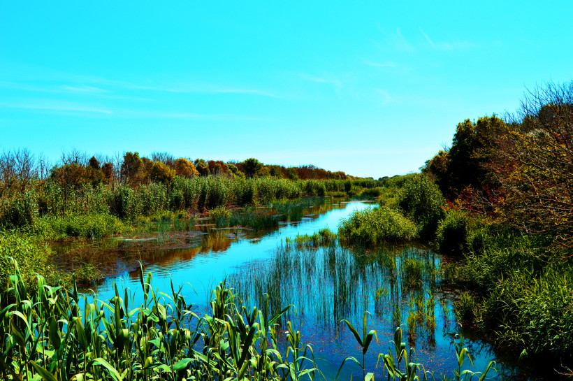 Wasserlauf im Naturpark S’Albufera mit Schilf und dichtem Uferbewuchs
