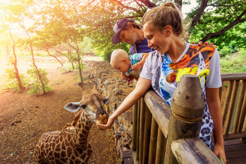 Dieses Bild zeigt eine glückliche Familie in einem Tierpark oder einer Safari-Umgebung. Eine Frau mit Sonnenbrille auf ihrem Shirt streckt ihre Hand aus und füttert eine junge Giraffe. Sie lächelt, während ihr Partner, der ein Baby auf dem Arm hält, ebenf