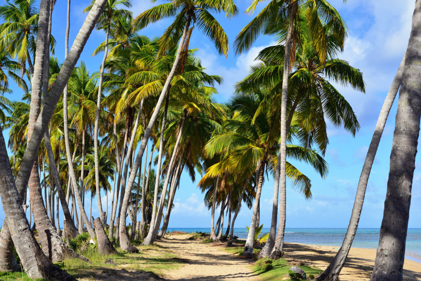 Las Terrenas, Dom.Rep. Tropischer Pfad zwischen Palmen am Strand von Las Terrenas mit Blick auf das blaue Meer in der Dominikanischen Republik