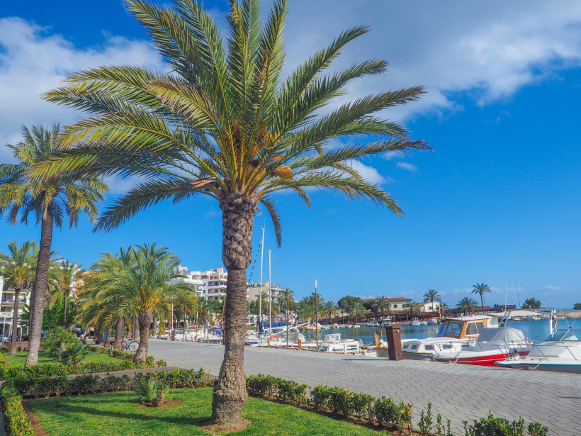 Mallorca - Yachthafen von Port d’Alcúdia Promenade am Yachthafen von Port d’Alcúdia auf Mallorca. Entlang der Hafenpromenade stehen Palmen mit dichten, grünen Wedeln und gepflegte Grünanlagen. Rechts im Bild liegen Boote und Yachten am Kai, dahinter ist das ruhige Wasser der Bucht zu sehen. Im H