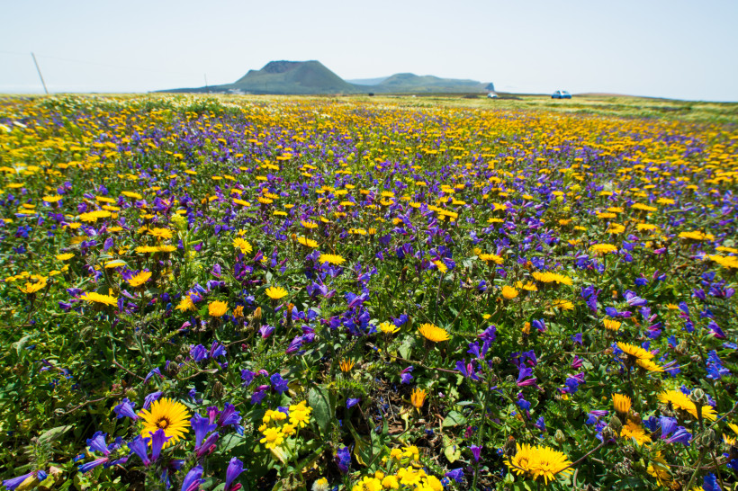 Frühlingsblüte auf Lanzarote – Farbenprächtige Blumenwiesen vor Vulkanlandschaft Bunte Blumenwiese im Frühling auf Lanzarote mit gelben und violetten Wildblumen vor der typischen Vulkanlandschaft.