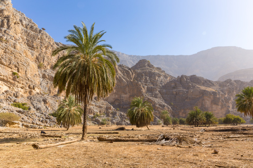 Ras al Khaimah, Hidden Oasis Hike Oase mit hohen Palmen in einer felsigen Wüstenlandschaft, umgeben von Bergen