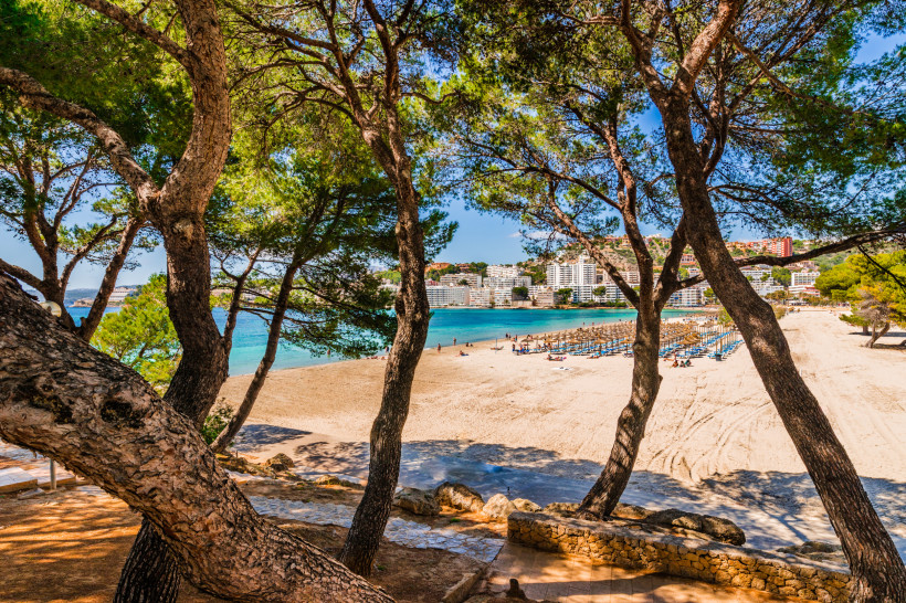 Blick durch Pinien auf den Strand von Santa Ponsa mit türkisblauer Bucht und Hotelanlagen im Hintergrund