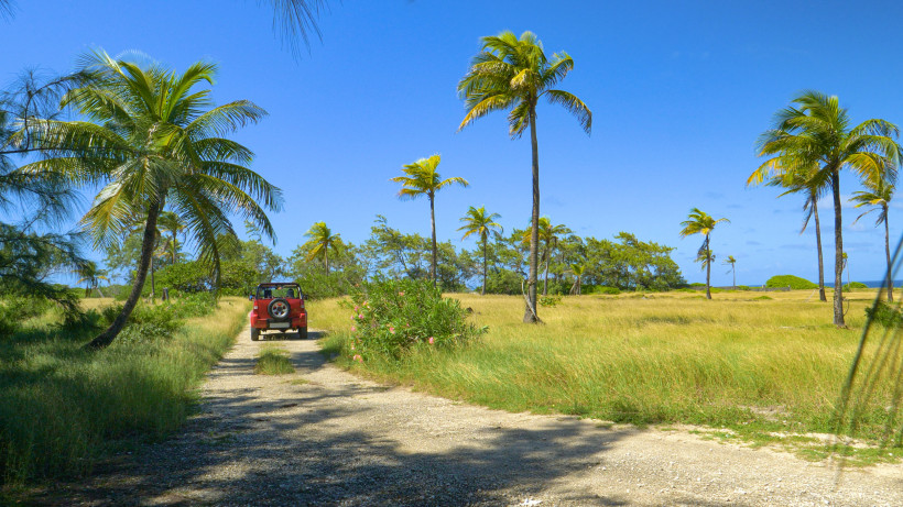 Barbados rote Suzuki fährt eine Schotterstraße entlang, die durch einen exotischen Palmenpark führt