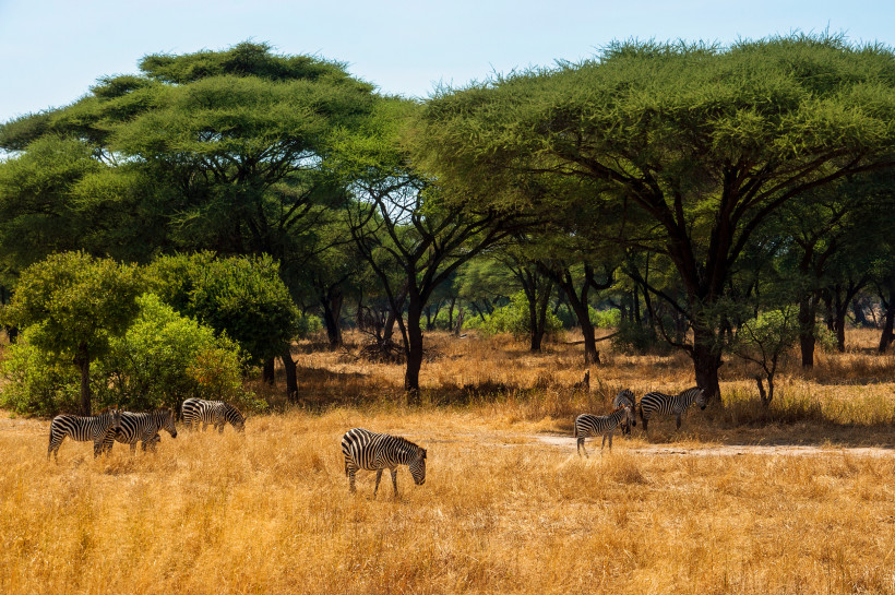 Zebras in trockener Savannenlandschaft unter Akazien im Ruaha-Nationalpark