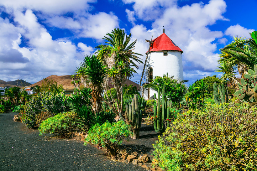 jardin de cactus