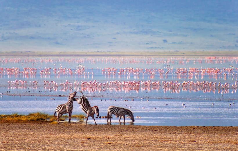 Zebras am Ufer eines flachen Sees im Ngorongoro-Krater, im Hintergrund ein Schwarm Flamingos