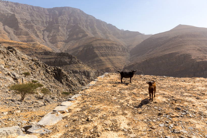 Ras al Khaimah, Hidden Oasis Hike Zwei Ziegen stehen auf einer steinigen Klippe mit einer beeindruckenden Bergkulisse im Hintergrund