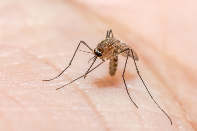anopheles mücke malaria