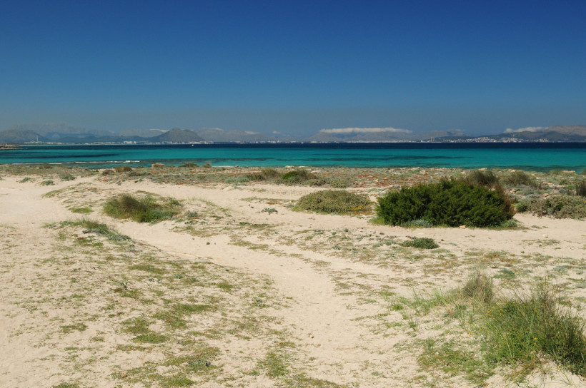 Sandiger Naturstrand mit niedrigen Dünen und Blick auf die Bucht bei Son Bauló