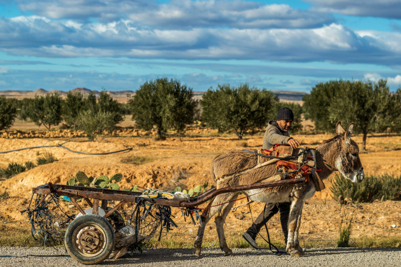 Fuhrmann auf einer von Olivenbäumen gesäumten Straße, im Hintergrund Olivenplantage