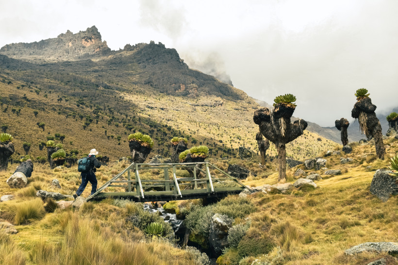 Mount Kenya Nationalpark – Wanderung und Natur Wanderer im Mount Kenya Nationalpark Kenia zwischen Lobelien und Bergen – Trekkingparadies