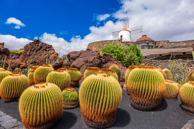 Jardín de Cactus Lanzarote – beeindruckende Kakteenlandschaft mit historischer Windmühle Runde goldene Kugelkakteen im Jardín de Cactus auf Lanzarote mit der typischen weißen Windmühle im Hintergrund – eines der bekanntesten Werke von César Manrique.