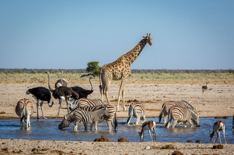 Etosha-Nationalpark, Namibia, Afrika Giraffe, Zebras, Strauße und Antilopen trinken gemeinsam an einem Wasserloch in einer afrikanischen Savannenlandschaft bei klarem Himmel