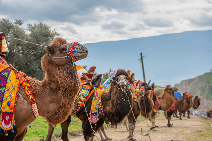 Türkei Bunt geschmückte Kamele stehen bereit für einen der ältesten volkstümlichen Wettkämpfe Anatoliens – das Kamelringen. Mit kunstvoll verzierten Decken, Glöckchen und traditionellen Symbolen sind sie nicht nur Tiere des Wettbewerbs, sondern auch stolze Botsc