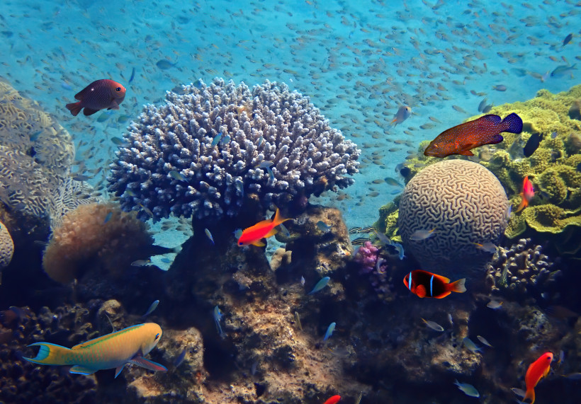 Ägypten Unterwasserwelt