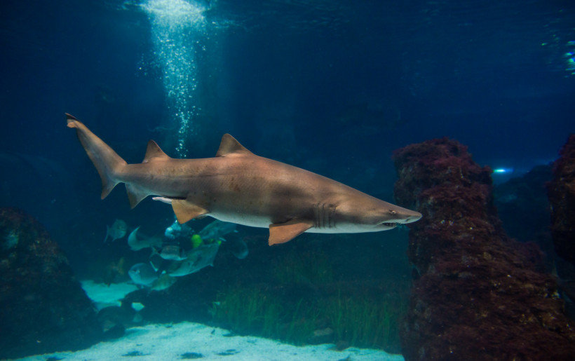 Hai im Cretaquarium Thalassocosmos Hai schwimmt in einem großen Aquariumbecken im Cretaquarium Thalassocosmos