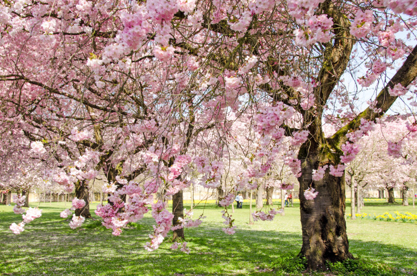 Mallorca Zahlreiche blühende Kirschbäume mit dichten, rosafarbenen Blüten in einem gepflegten Park. Die Zweige hängen tief über eine grüne Rasenfläche, auf der vereinzelt Menschen spazieren oder die Blüten bewundern. Die Szene strahlt Frische, Frühling und Lebendi