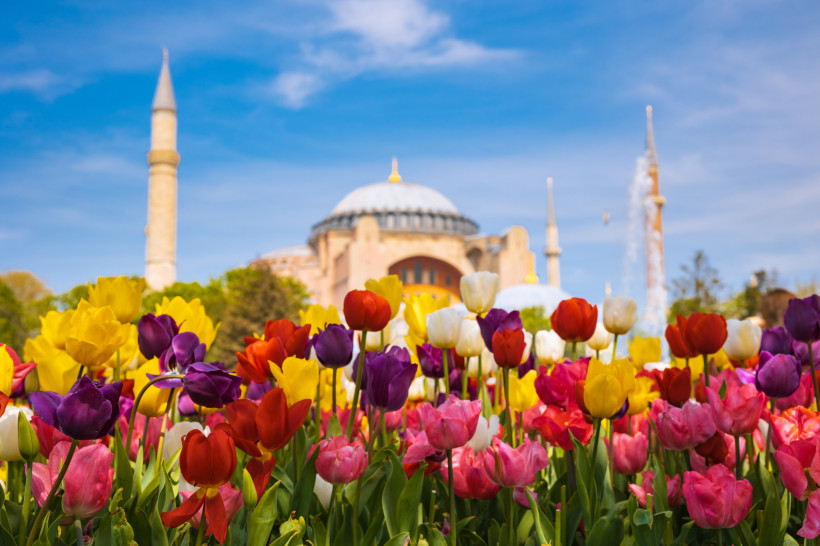 Türkei Ein farbenfrohes Blumenmeer aus Tulpen vor der beeindruckenden Kulisse der Hagia Sophia in Istanbul.