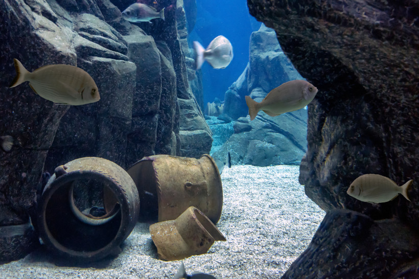 Cretaquarium Thalassocosmos: Fische zwischen Felsen, Sand und Metallfässern Fische in einem Felsbecken mit Sandboden und versenkten Metallfässern im Cretaquarium Thalassocosmos