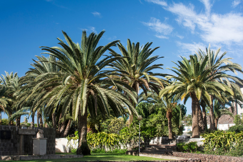 Üppiger Palmengarten in San Agustín auf Gran Canaria mit blühender Vegetation und blauem Himmel