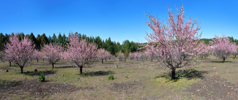Frühling auf Gran Canaria – Mandelblüte im Inselinneren erleben Im Frühling verwandelt die Mandelblüte Gran Canaria in ein rosa Blütenmeer. Besonders im Bergdorf Tejeda ist dieses Naturschauspiel ein Highlight für Wanderer, Naturfreunde und Fotografen. Ein traumhafter Start in die warme Jahreszeit.