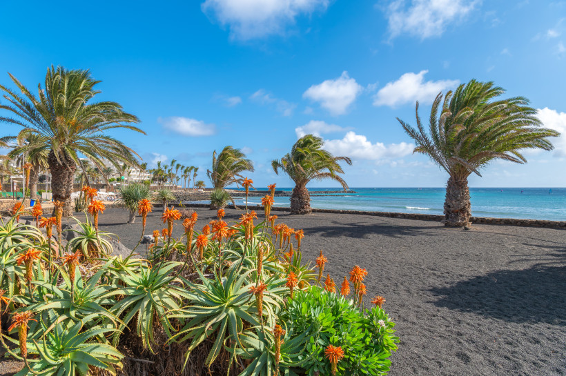 Lanzarote - Costa Teguise Strand von Costa Teguise auf Lanzarote mit Palmen, schwarzem Lavasand und Blick auf den Atlantik.
