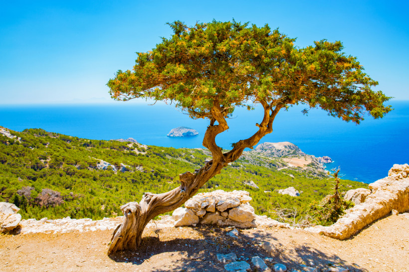 Ein markant geformter, einzelner Baum mit knorrigem Stamm steht am Rand eines Hügels auf Rhodos. Im Hintergrund breitet sich eine grüne Hügellandschaft aus, die in das tiefblaue Meer übergeht. Am Horizont sind eine kleine Insel und das endlose Meer unter 