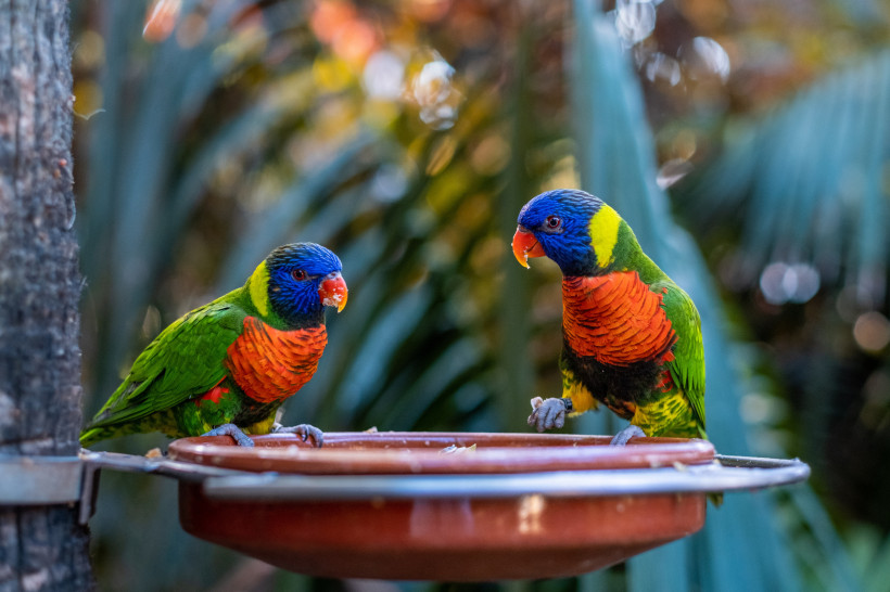 Farbenprächtige Regenbogenloris im Loro Parque – Tierwelt hautnah erleben Zwei bunte Regenbogenloris im Loro Parque auf Teneriffa, sitzend an einer Futterschale in tropischer Umgebung.