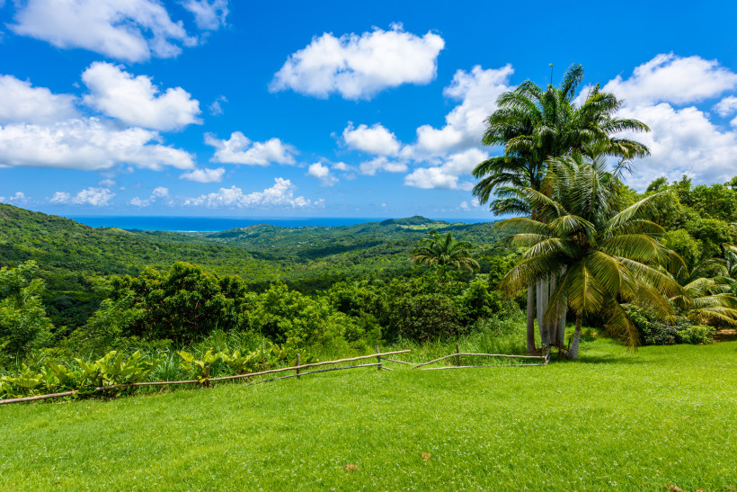 Barbados Üppig grüne Hügellandschaft auf Barbados mit Blick bis zum Meer am Horizont. Im Vordergrund steht eine Gruppe hoher Palmen neben einer saftig grünen Wiese mit einem einfachen Holzzaun. Am Himmel schweben einige weiße Wolken vor einem strahlend blauen Himm