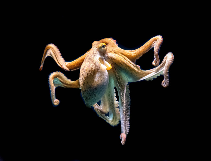 Oktopus im Palma Aquarium, Detailaufnahme aus der Meereswelt