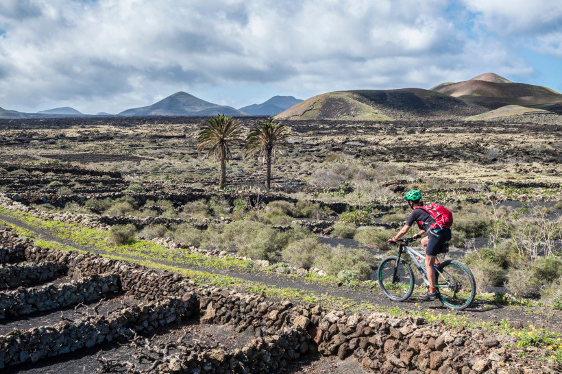 Lanzarote Radfahrer mit grünem Helm und rotem Rucksack fährt durch eine vulkanische Landschaft mit Steinmauern, karger Vegetation und Palmen. Im Hintergrund sind sanfte Vulkanhügel zu sehen.