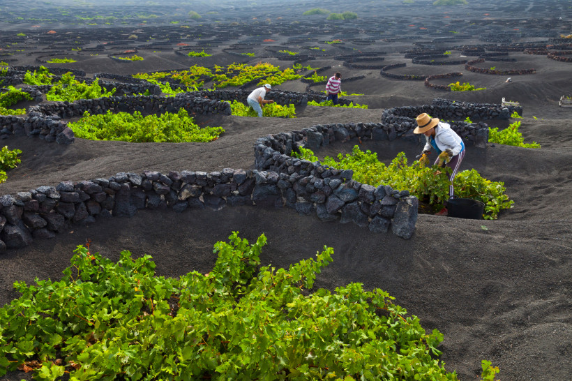 Arbeiter bei der Weinlese in La Geria auf Lanzarote zwischen grünen Reben in Lavagruben mit Trockensteinmauern.