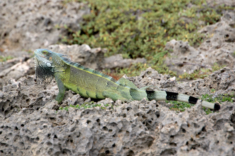 Leguan im Shete Boka Nationalpark auf Curaçao Grüner Leguan auf Felsen im Shete Boka Nationalpark auf Curaçao