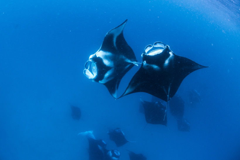 Zwei Mantarochen schwimmen unter Wasser in der Hanifaru Bay, im Hintergrund weitere Mantarochen