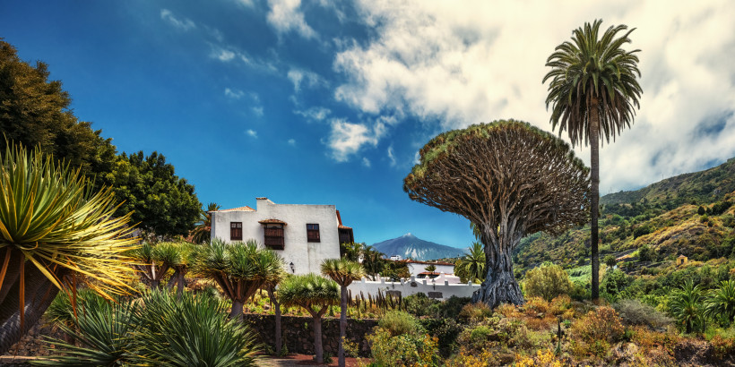 Landschaft auf Teneriffa mit Kanarischer Kiefer, Drachenbaum, Palmen und weißem Gebäude vor Bergkulisse