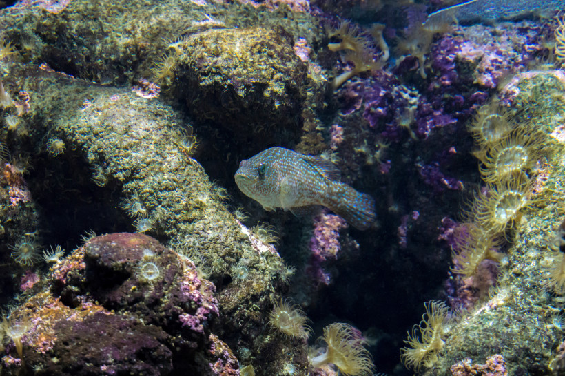 Fisch zwischen Felsen und Seeanemonen im Cretaquarium Gournes