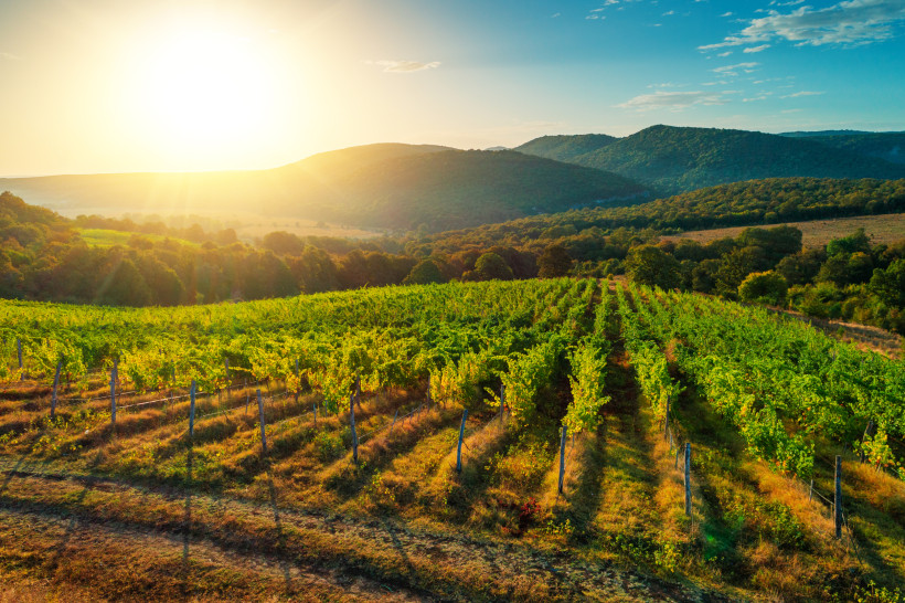 Bulgarien Weite grüne Weinberge im sanften Abendlicht, eingefasst von bewaldeten Hügeln. Die tief stehende Sonne wirft lange Schatten auf die gepflegten Rebstöcke und färbt den Himmel goldorange