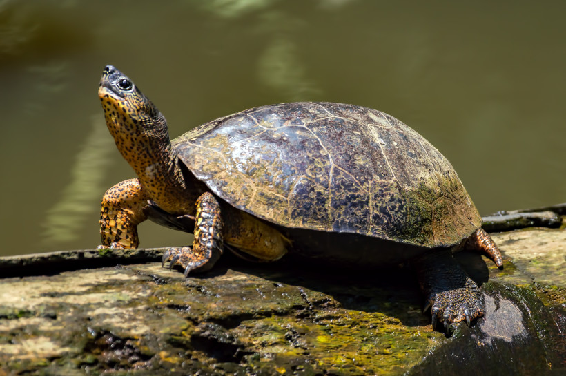 Wild lebende Schildkröte in Costa Rica Nahaufnahme einer Schildkröte am Flussufer im Tortuguero Nationalpark in Costa Rica