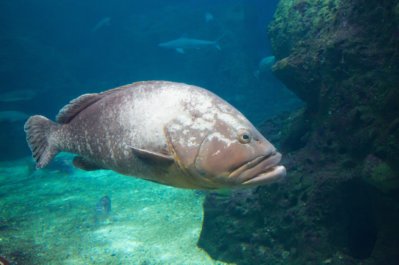 Großer Fisch in einem Aquariumbecken mit Felsen im Hintergrund, Cretaquarium