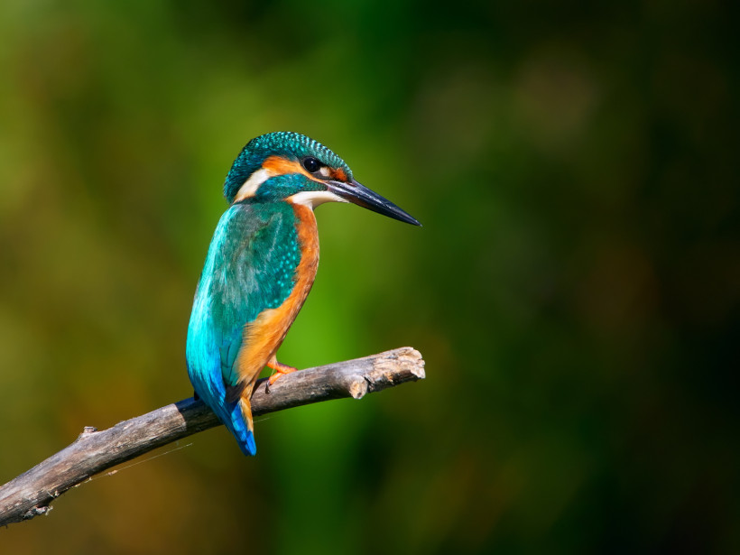 Nahaufnahme eines Eisvogels auf einem Ast in den Mangroven von Fujairah, Vereinigte Arabische Emirate. Bunte Federn in Blau und Orange – Symbol der artenreichen Vogelwelt der Region.