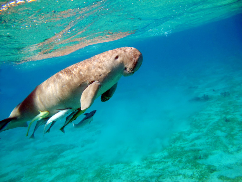 Seltene Seekuh (Dugong) schwimmt friedlich im klaren Wasser des Roten Meeres mit Fischen unter ihr