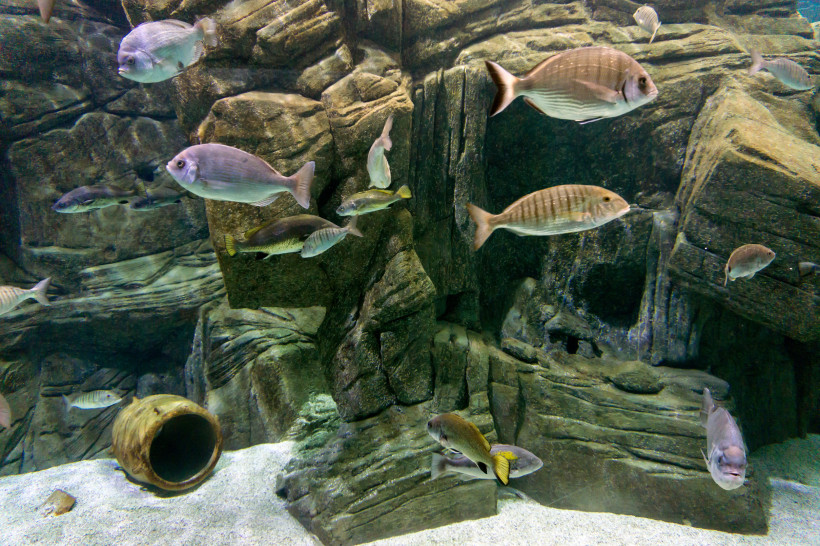Aquarienbecken im Cretaquarium Gournes mit mehreren Fischen vor felsiger Unterwasserlandschaft