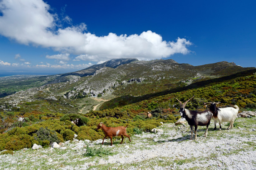 Kos Mehrere Ziegen stehen in einer rauen, grünen Hügellandschaft auf Kos. Im Hintergrund erheben sich bewaldete und felsige Berge unter einem leuchtend blauen Himmel mit vereinzelten weißen Wolken.