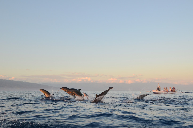 Lovina, Bali Gruppe von Delfinen, die bei Sonnenaufgang vor Lovina auf Bali aus dem Wasser springen, im Hintergrund traditionelle Boote mit Touristen