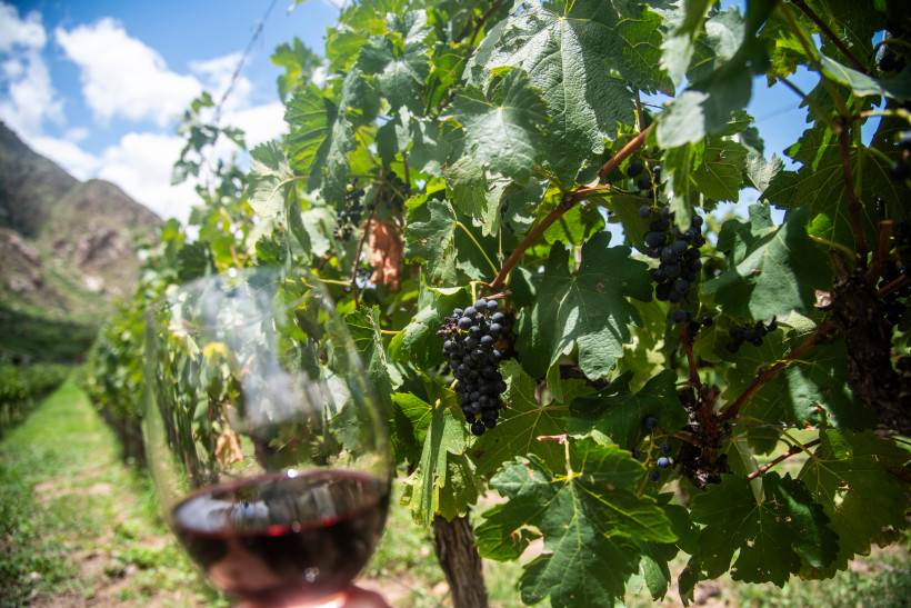 Weinfest in Ensenada Ein Glas Rotwein im Vordergrund, mit einem sonnenbeschienenen Weinberg voller grüner Reben und reifender Trauben im Hintergrund