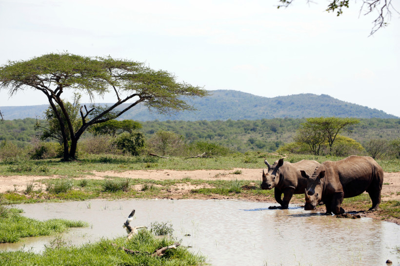 Zwei Nashörner am Ufer eines Wasserlochs im Hluhluwe-Imfolozi-Park