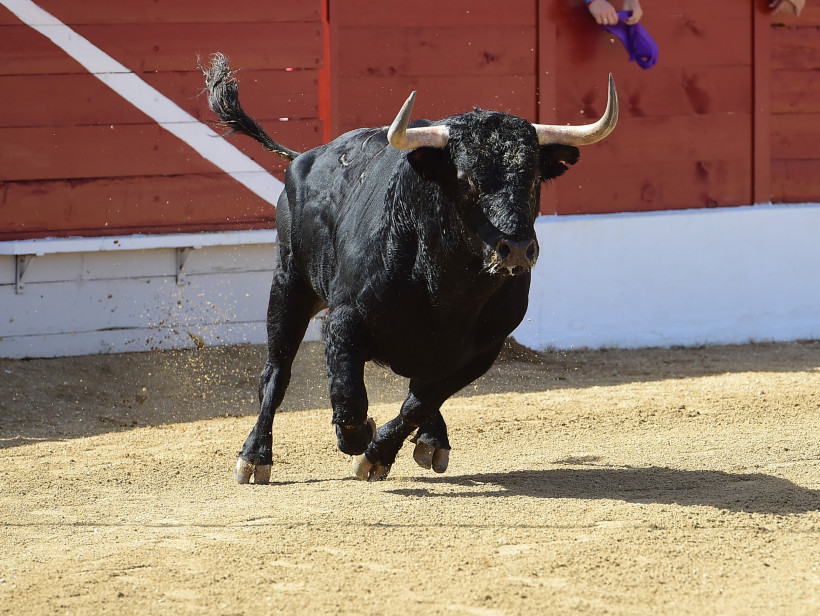 Fiestas de Zapote, Costa Rica Ein schwarzer Stier rennt durch eine Stierkampfarena mit sandigem Boden, im Hintergrund rote Holzwand und Zuschauer